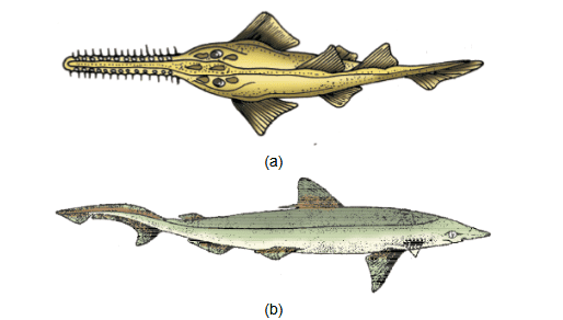 NCERT Notes: Animal Kingdom | NCERT Textbooks, Tests & Solutions - NEET