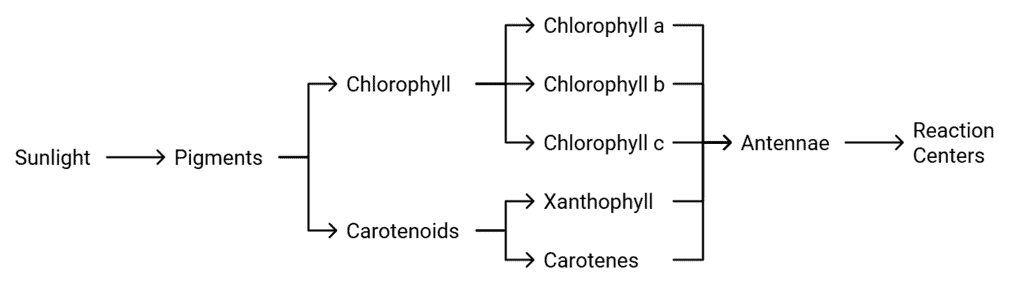Photosynthesis Apparatus Components