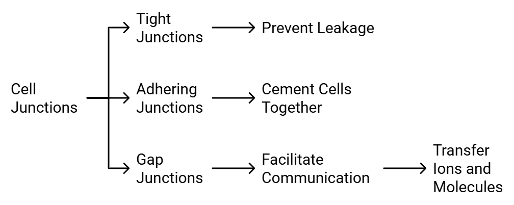 Types of Cell Junctions