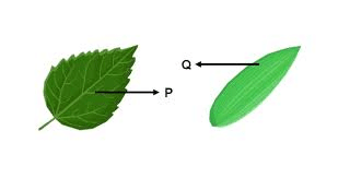 Unit Test (Solutions): Diversity in the Living World - 2 | Science for Class 6