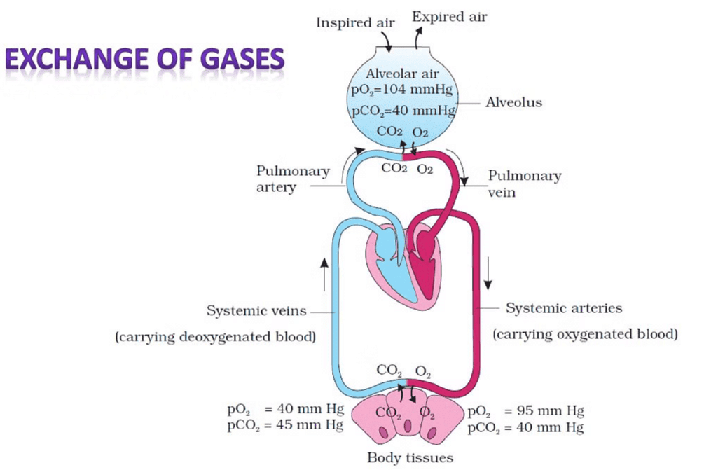 Diagrammatic representation of exchange of gases at the alveolus and the body tissues with blood and transport of oxygen and carbon dioxide