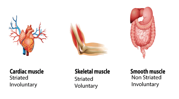 Types of Muscles