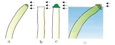 Plant Growth and Development Chapter Notes | Biology Class 11 - NEET