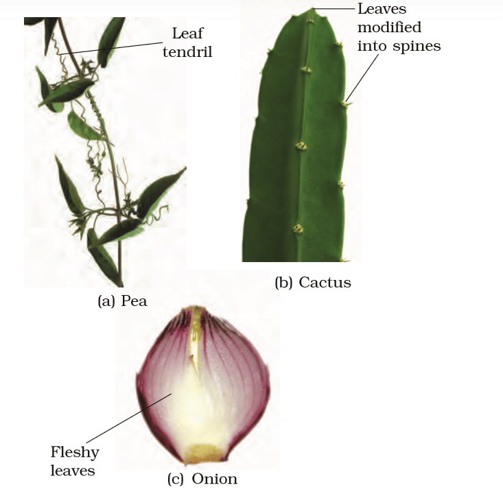  Modifications of leaf for : (a) support: tendril (b) protection: spines (c) storage: fleshy leaves