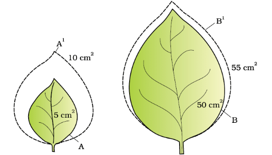 Growth & its Phases, Rates, Conditions, Processes | Biology Class 11 - NEET