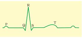 NCERT Solutions Class 11 Biology Chapter 18 - Body Fluids and Circulation