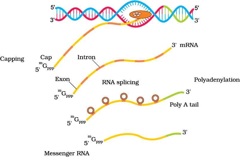 Mnemonics: Molecular Basis of Inheritance | Biology Class 12 - NEET