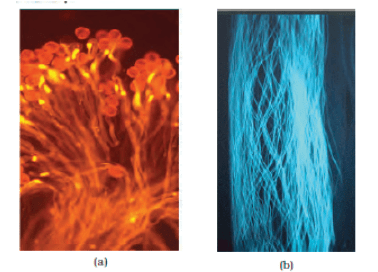 (a) Pollen grains germinating on the stigma; (b) Pollen tubes growing through the style