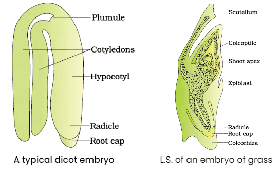 Types of Embryo