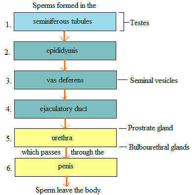 Mnemonics: Human Reproduction | Biology Class 12 - NEET
