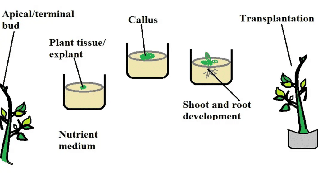 Mnemonics: Biotechnology & its Applications | Biology Class 12 - NEET