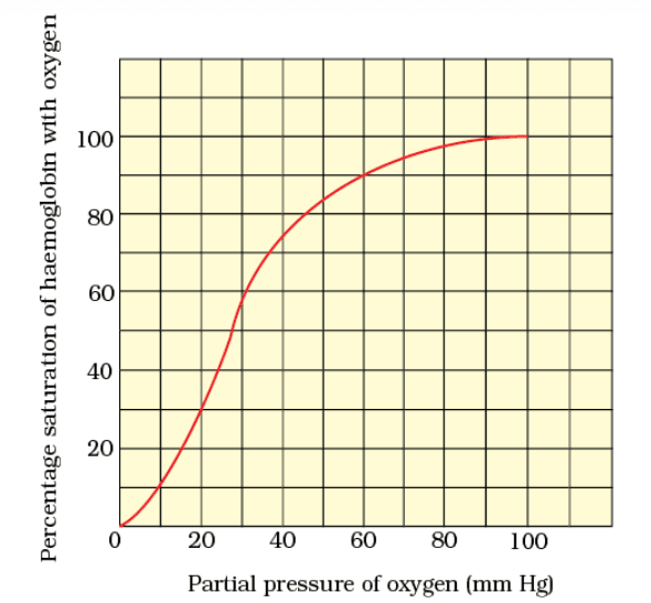 Important Diagrams: Breathing and Exchange of gases | Biology Class 11 - NEET