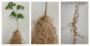 Unit Test(Solutions): Nutrition in Plants | Science Class 7 (Old NCERT)