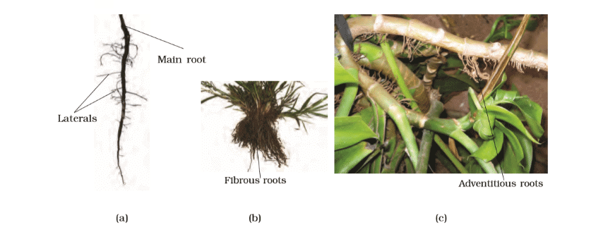Types of Roots