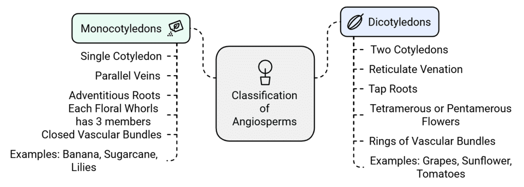 Classification of Angiosperms
