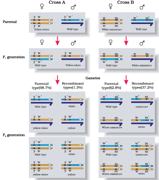 Linkage: Results of two dihybrid crosses conducted by Morgan. Cross A shows crossing between gene y and w; Cross B shows crossing between genes w and m. Here dominant wild type alleles are represented with (+) sign in superscript Note: The strength of linkage between y and w is higher than w and m.
