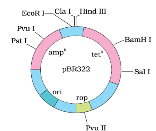 E. coli cloning vector pBR322 showing restriction sites (Hind III, EcoR I, BamH I, Sal I, Pvu II, Pst I, Cla I), ori and antibiotic resistance genes (ampR and tetR ). rop codes for the proteins involved in the replication of the plasmid.