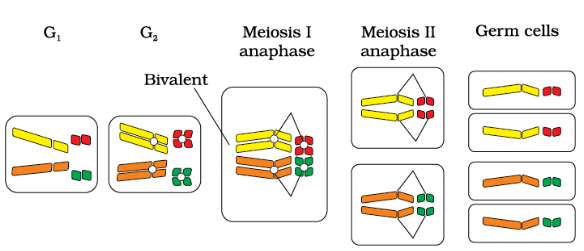 Meiosis and germ cell formation in a cell with four chromosomes.