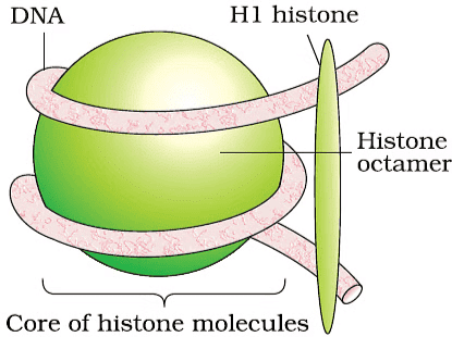 Molecular Basis of Inheritance Chapter Notes | Biology Class 12 - NEET