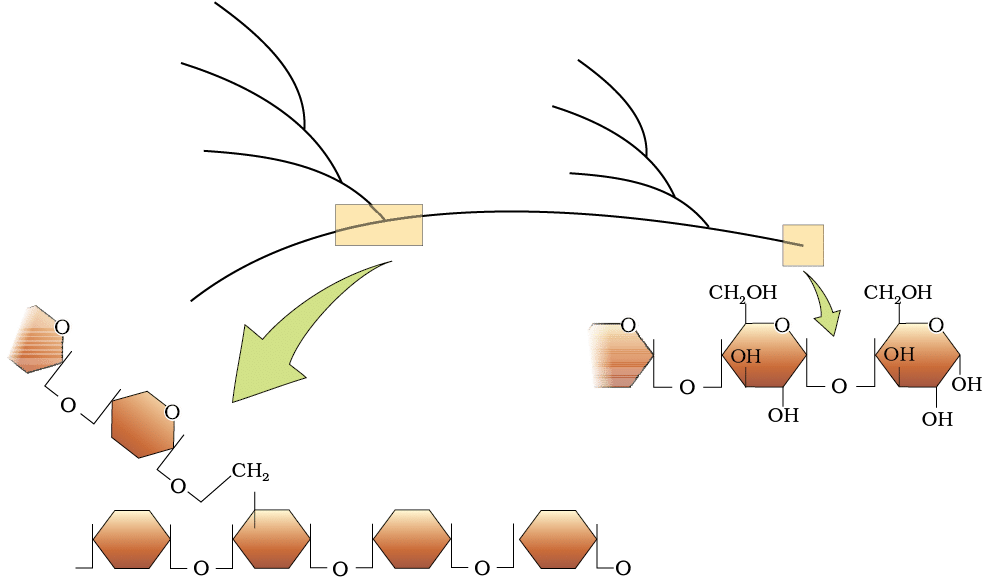 Polysaccharides