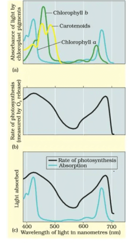 Photosynthesis: Pigments Involved in Photosynthesis | Biology Class 11 - NEET