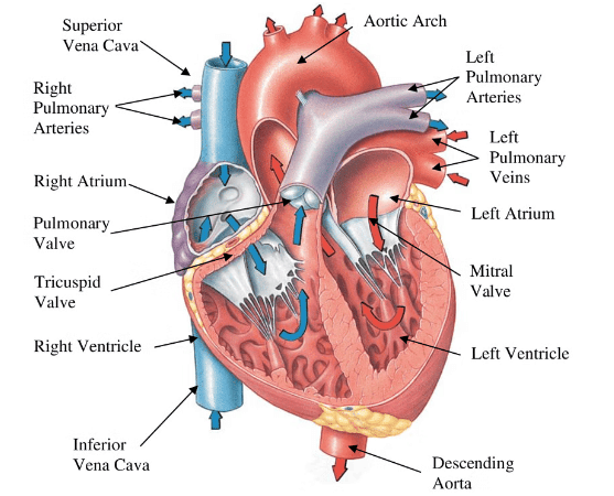 Important Diagrams: Body Fluids and Circulation | Biology Class 11 - NEET