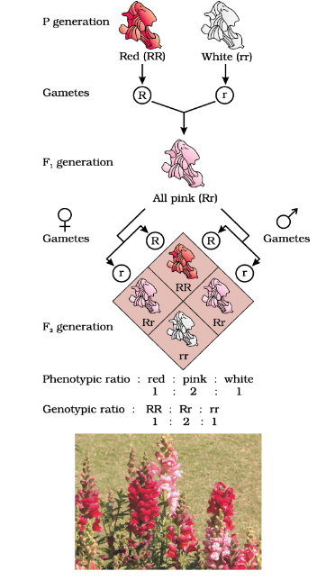 Results of monohybrid cross in the plant Snapdragon, where one allele is incompletely dominant over the other allele