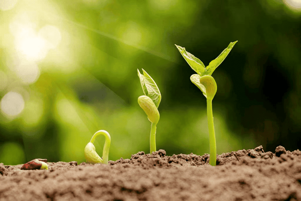 Plant Growth and Development Chapter Notes | Biology Class 11 - NEET