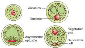 Stages of a Microspore Maturing into Pollen Grain
