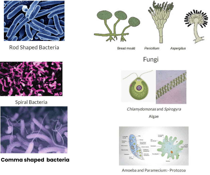 Microorganisms: Friend and Foe Class 8 Notes Science Chapter 2