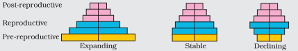 Representation of age pyramids for human population