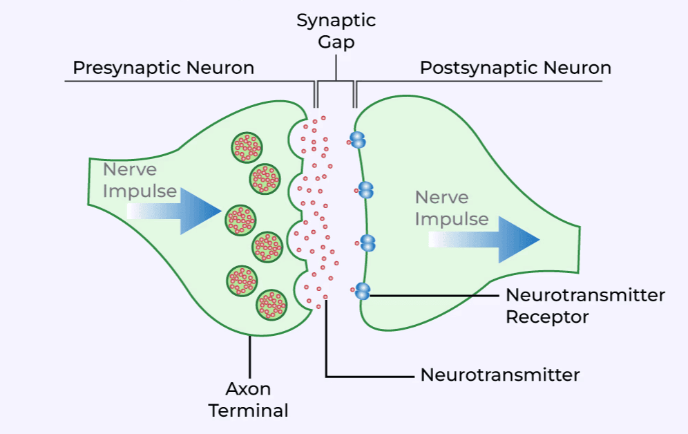 Chemical Synapse