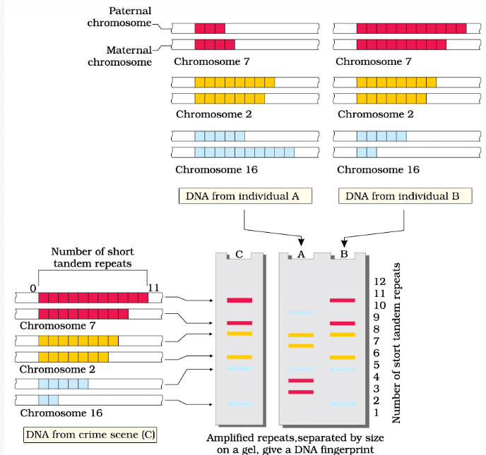 Regulation of Gene Expression | Biology Class 12 - NEET