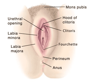 NCERT Exemplar: Human Reproduction | Biology Class 12 - NEET