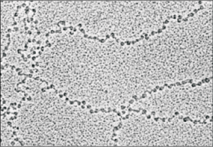The DNA & Packaging of DNA Helix | Biology Class 12 - NEET