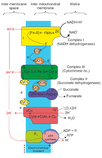 Respiration in Plants Chapter Notes | Biology Class 11 - NEET