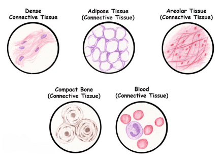  Muscle and Neural Tissue  (Only in NEET