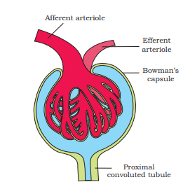 Malpighian body (renal corpuscle)
