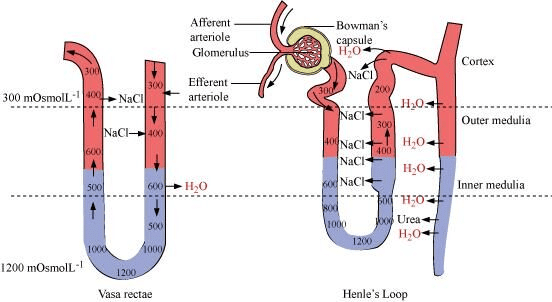 Mechanism of Urine Formation & Concentration of Filterate | Biology Class 11 - NEET