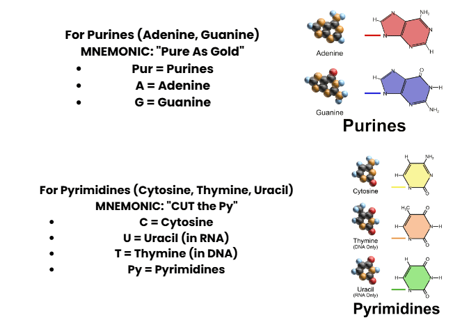 Mnemonics: Biomolecules | Biology Class 11 - NEET
