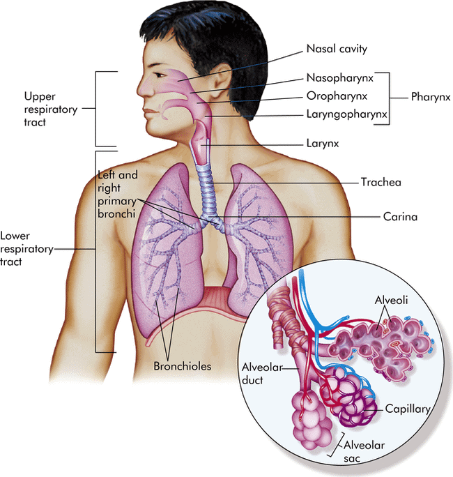Respi System Human Respiratory System Diagram Organs