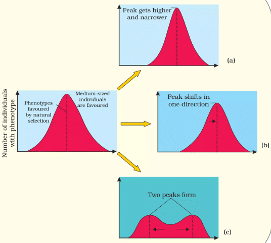 Diagrammatic representation of the operation of natural selection on different traits : (a) Stabilising (b) Directional and (c) Disruptive