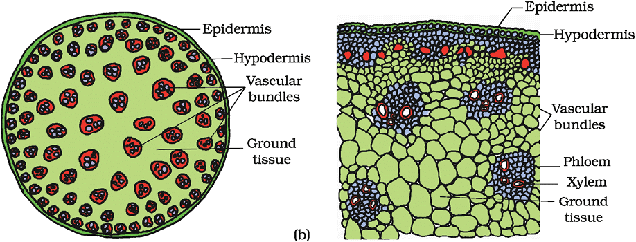 Anatomy of Flowering Plants Chapter Notes | Biology Class 11 - NEET