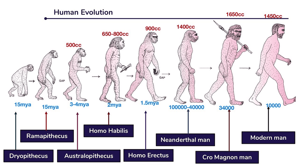Hardy Weinberg Principle & Evolution of Man | Biology Class 12 - NEET