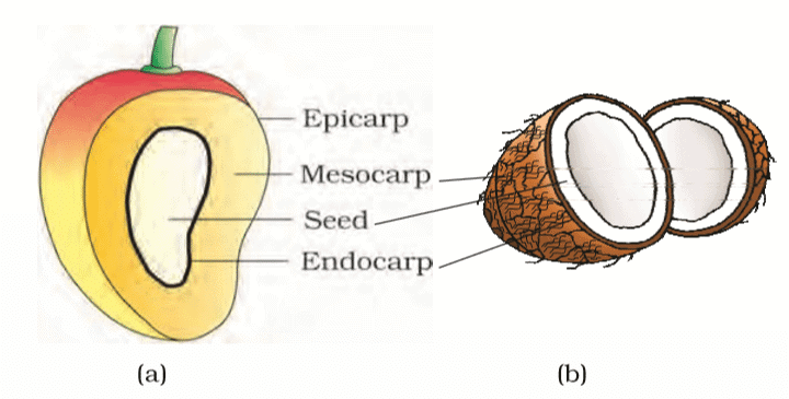 Parts of a fruit : (a) Mango (b) Coconut