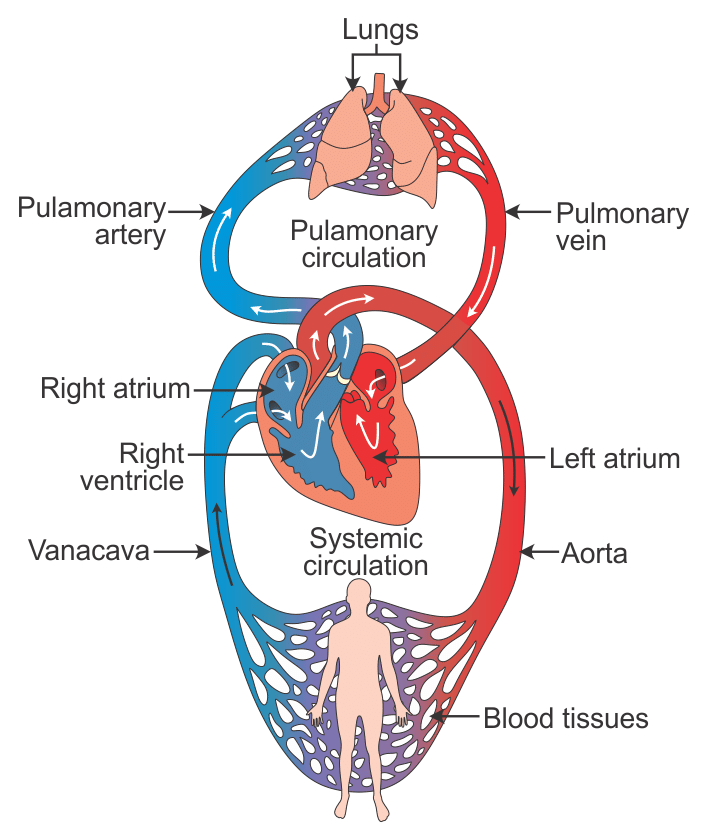 Double Circulation