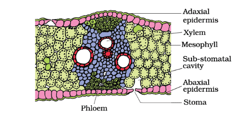 Anatomy of Flowering Plants Chapter Notes | Biology Class 11 - NEET