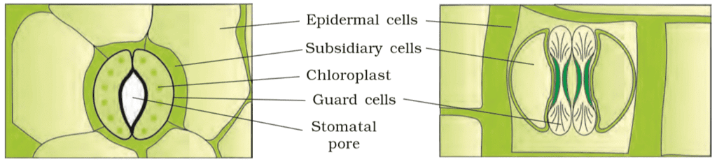 Anatomy of Flowering Plants Chapter Notes | Biology Class 11 - NEET