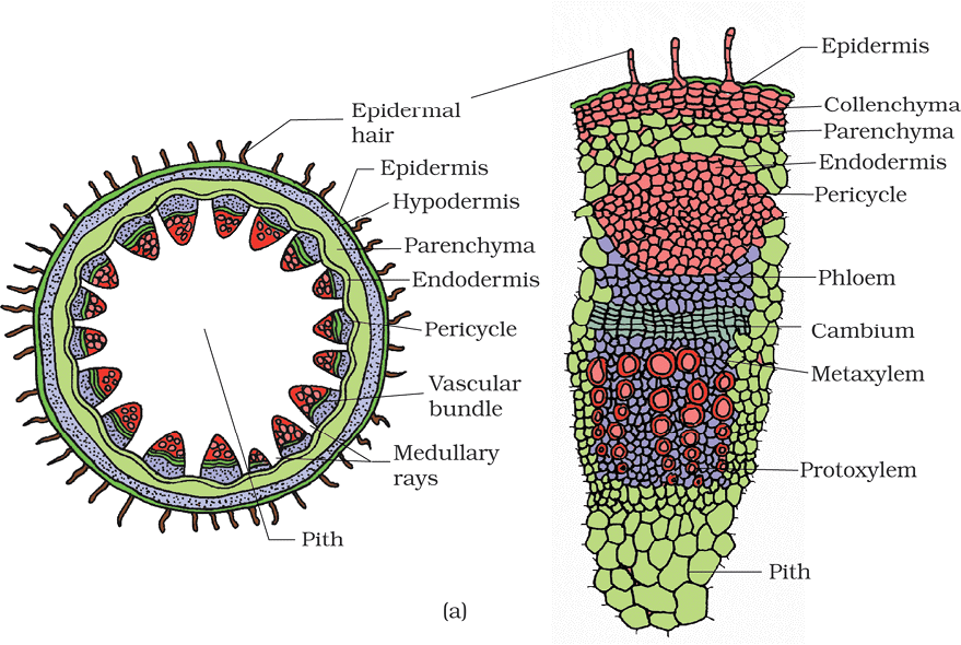 Anatomy of Flowering Plants Chapter Notes | Biology Class 11 - NEET