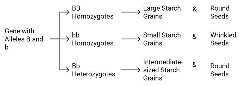 Starch synthesis in pea seeds is controlled by one gene with two alleles (B and b)